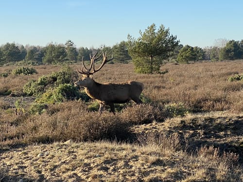 Schönower Heide: Wildwanderweg