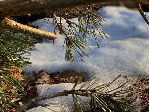 Schönower Heide: Wildwanderweg