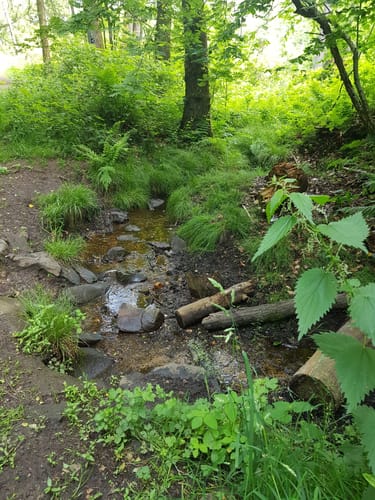 Durch die Lohmarer Heide