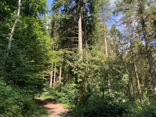 Rundweg: Heidberg - Rammsee