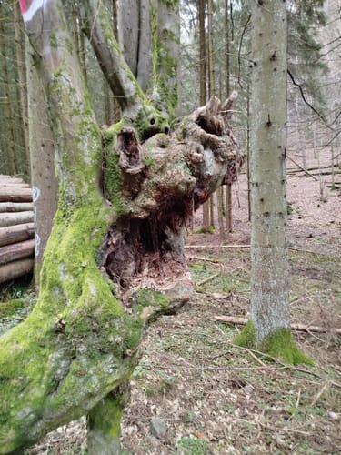 Rundwanderweg Erbach 9