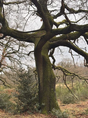 Am Heimbach durch die Wahner Heide