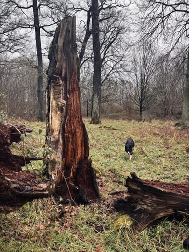 Am Heimbach durch die Wahner Heide