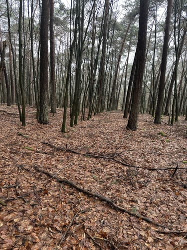 Materborn: Gipfelroute im Reichswald