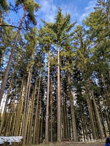 Rundwanderweg Beerfelden Hasenhöhe 2: Hetzbacher-Wald-Weg