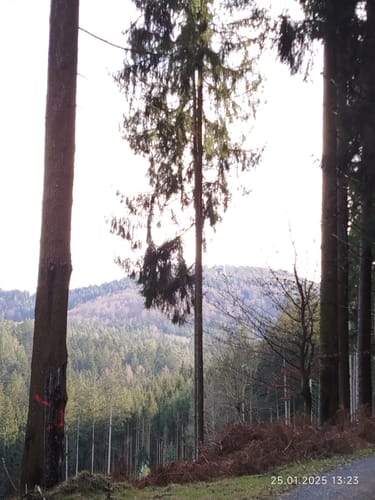 Rundwanderweg Beerfelden Hasenhöhe 2: Hetzbacher-Wald-Weg