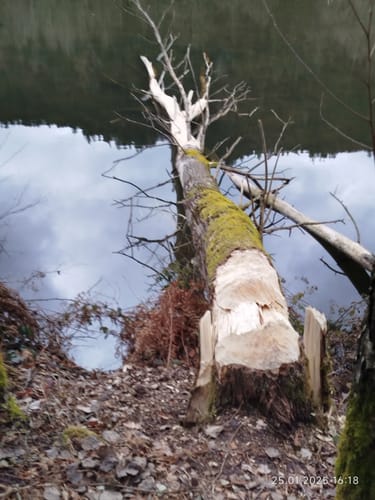 Um den Marbachstausee