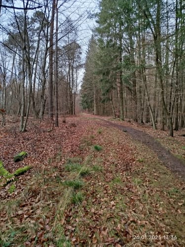 Rundwanderweg Hetschbach 1: Spitz-Berg-Weg