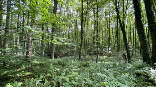 Niester Riesen P11 (Premiumwanderweg)