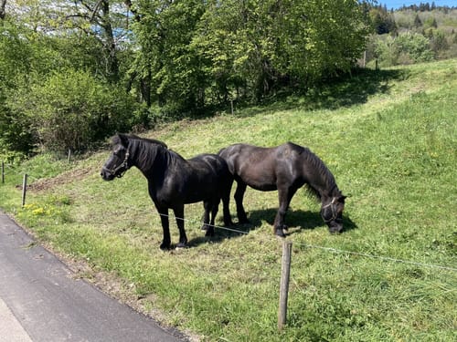 Berlachen Rechtenbach