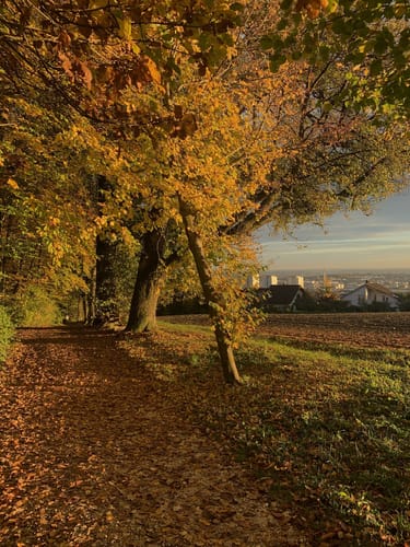 Panoramaweg Eselsberg in Ulm