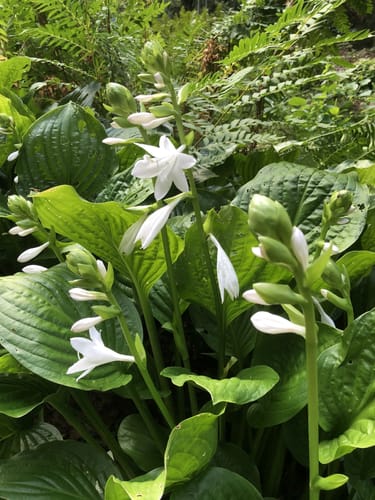 Neuer Botanischer Garten Marburg