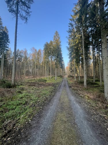 Um den Großen Hahnheider Berg ab Hamfelde