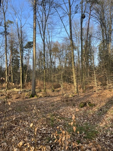 Um den Großen Hahnheider Berg ab Hamfelde