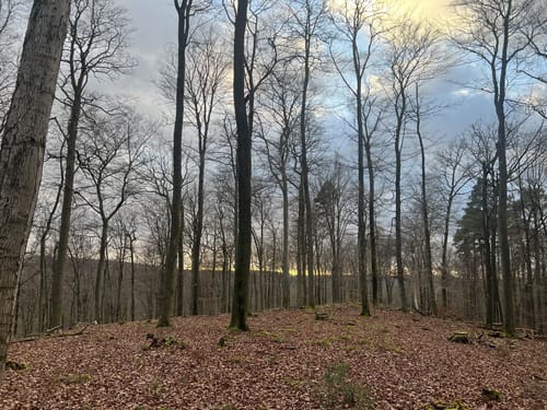 Schopp - Hardterkopf - Hirschalbe