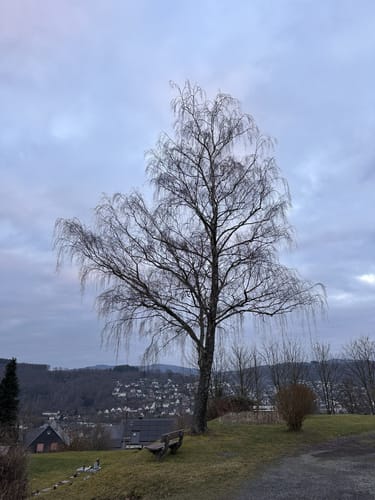 Waldrunde am Scheuerberg