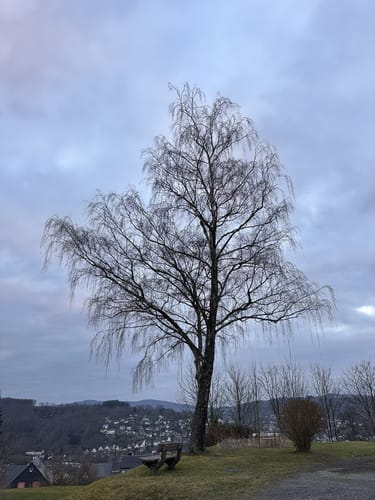 Waldrunde am Scheuerberg