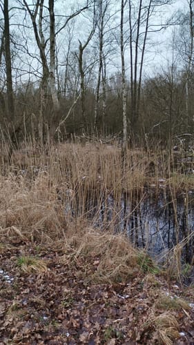 Rund um das Nienwohlder Moor
