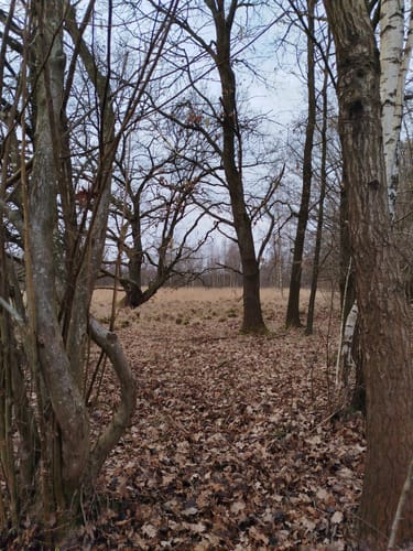 Rund um das Nienwohlder Moor