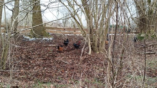 Rund um das Nienwohlder Moor