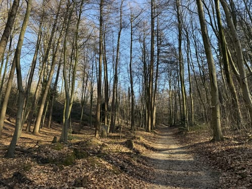 Aaper Wald