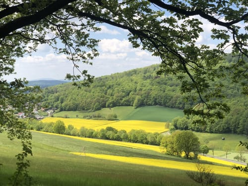 Söhrewald P24 (Premiumwanderweg)