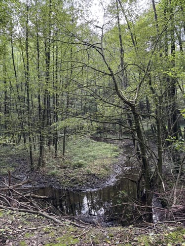 Biberpfad im Hürtgenwald
