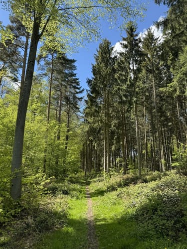 Herzog-Jäger-Pfad (Premiumwanderweg)