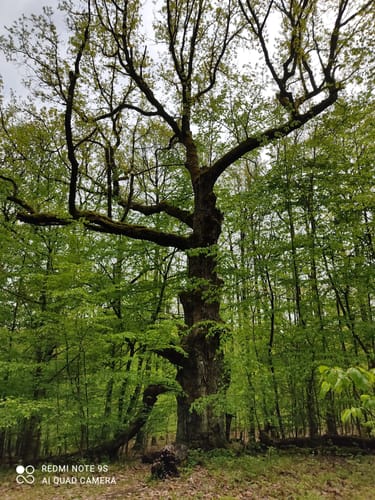 Auf Jägerpfaden zur Schwedenschanze