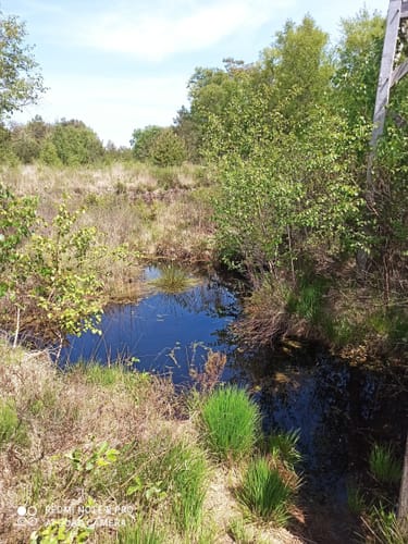 NSG Wittemoor: Wittemoorweg und Bohlenweg