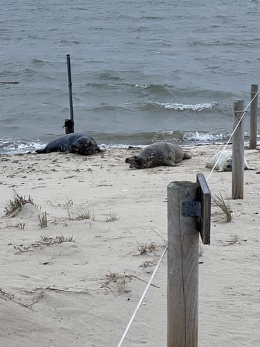 Runde bei Norddorf auf Amrum
