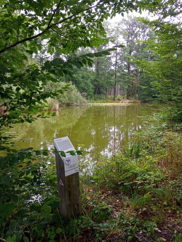 Lindensee und Birkensee Beerenkulturen ab Schloss Wolfsgarten