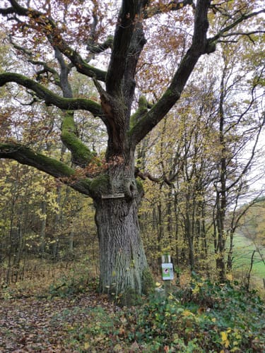 Bad Sobernheimer-Stadtwald