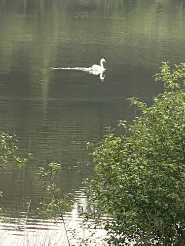 EifelSchleife Kronenburger See (Gemeinde Dahlem)