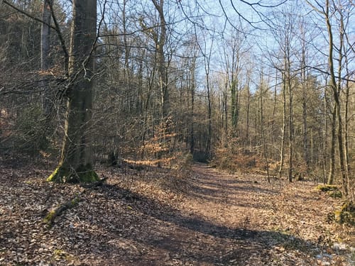 Kaltensteinpfad (Traumschleife)