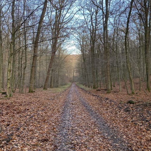 Hagebuttenrunde