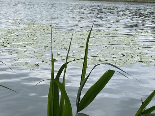 Havelpromenade - Spandauer Forst - Falkenhagener See