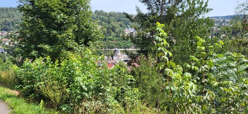 Waldpfad Calw