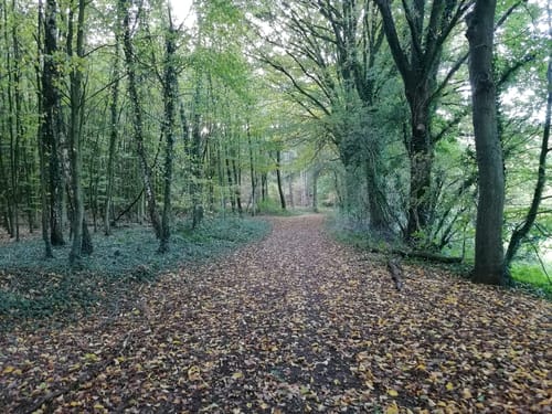Bei Labbeck durch den Tüchelwald