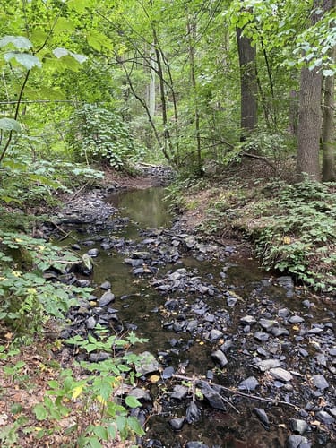 Schilfteich - ­Lützeltal­ - Küchwald