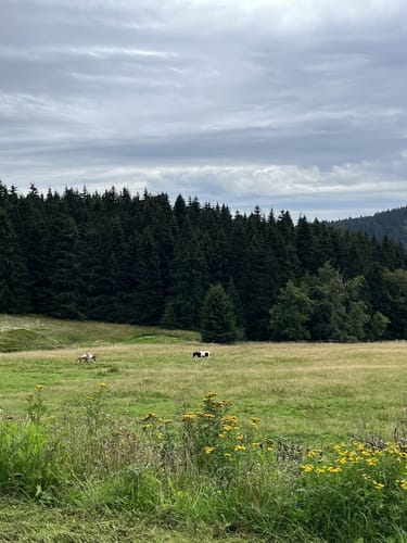 Gipfelwanderweg ab Goldlauter