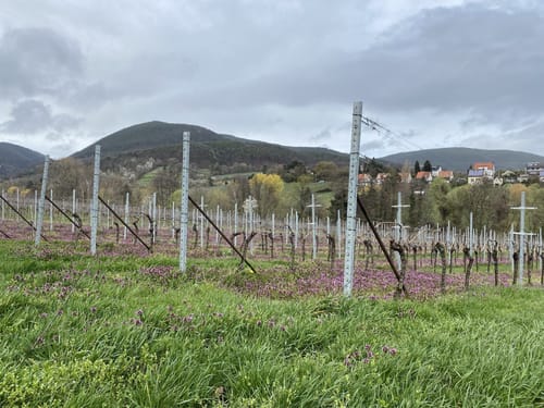 Edenkoben: Runde im Rosengarten