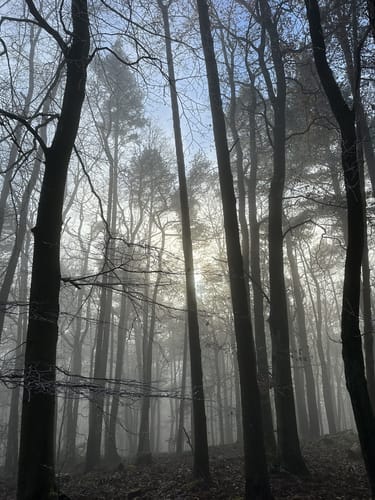 Annweilerer Burgenweg (Premiumwanderweg)