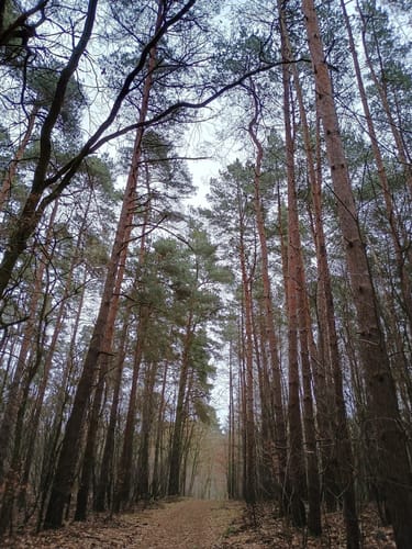Klobichsee - Rundweg