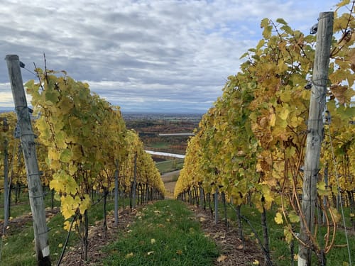Durbacher Weinpanorama (Premiumwanderweg)