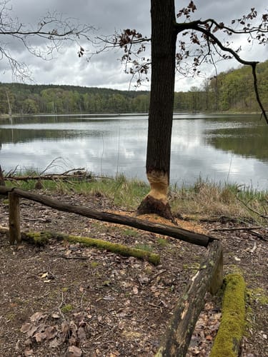 Großer Treppelsee und Stiller Treppelsee