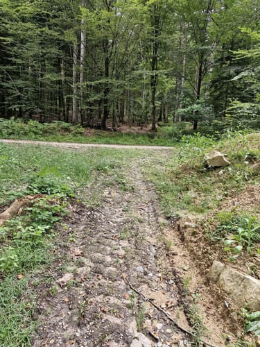 Muckenthal: Feuersalamander-Tour