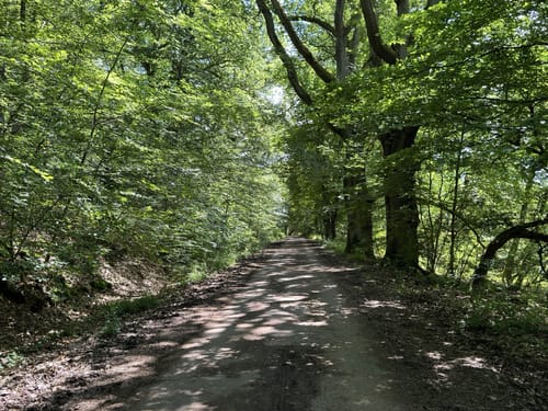 Fasanerieweg ab Tier- und Pflanzenpark Fasanerie Wiesbaden