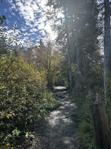 Durch den Wackelwald