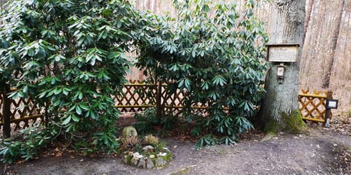 Dahlener Heide